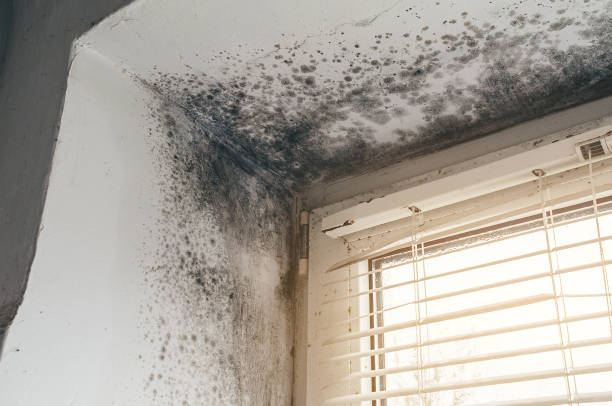 Trusted Commercial Mold Remediation service in Newton, NJ - Cheap Mold Removal