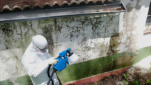 Top rated local Mold Cleanup specialists in Newton, NJ